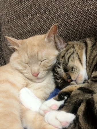 f:id:bliss:20120527230603j:image