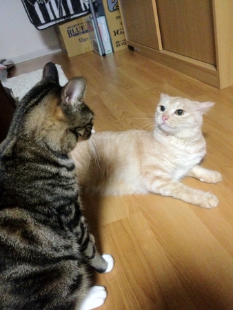 f:id:bliss:20120915224639j:image