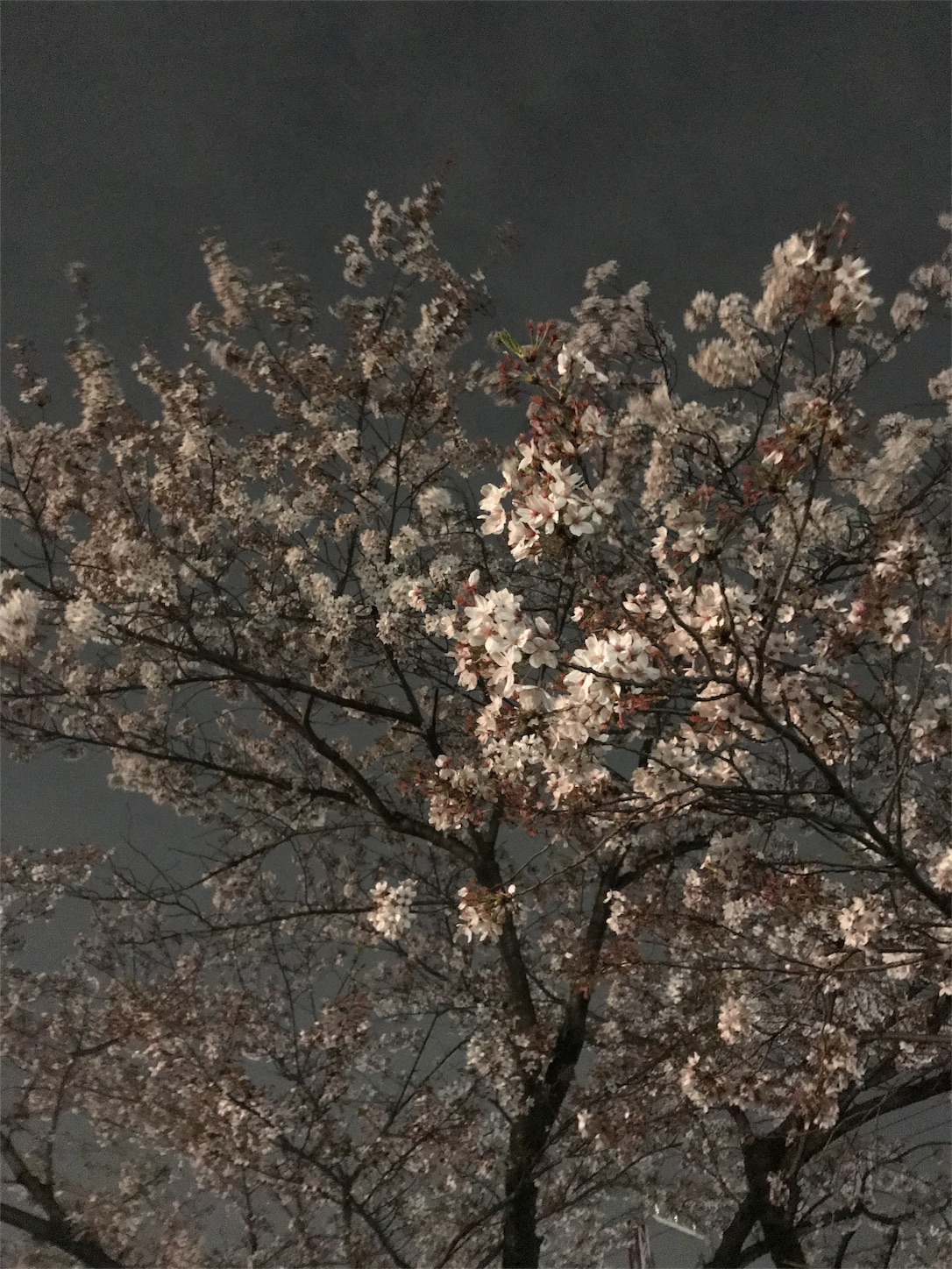 f:id:blissfultouch:20180401215243j:plain f:id:blissfultouch:20180401215243j:plain