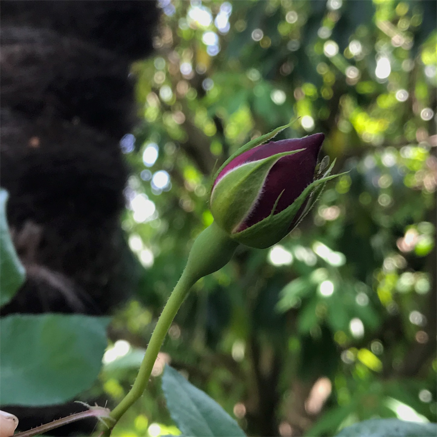 f:id:blissfultouch:20180430100332j:plain f:id:blissfultouch:20180430100332j:plain