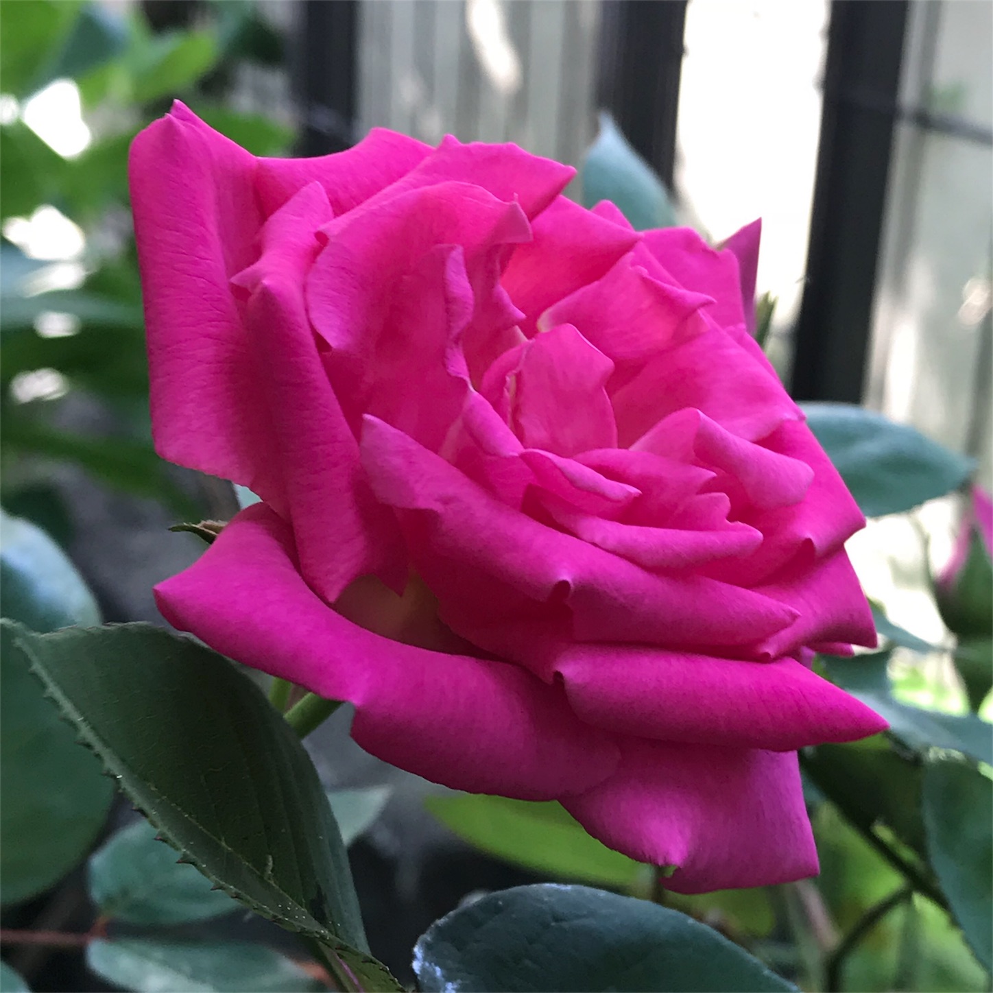 f:id:blissfultouch:20180430100345j:plain f:id:blissfultouch:20180430100345j:plain