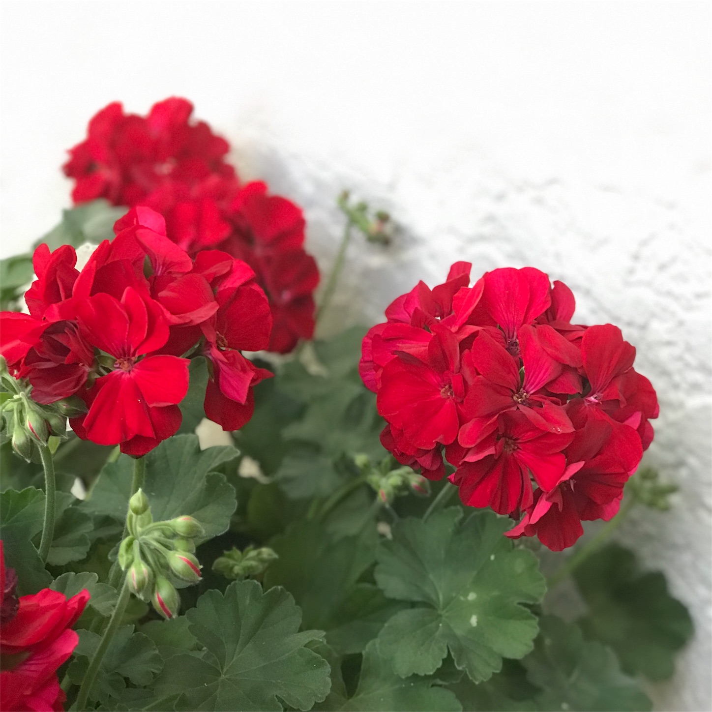 f:id:blissfultouch:20180430100353j:plain f:id:blissfultouch:20180430100353j:plain