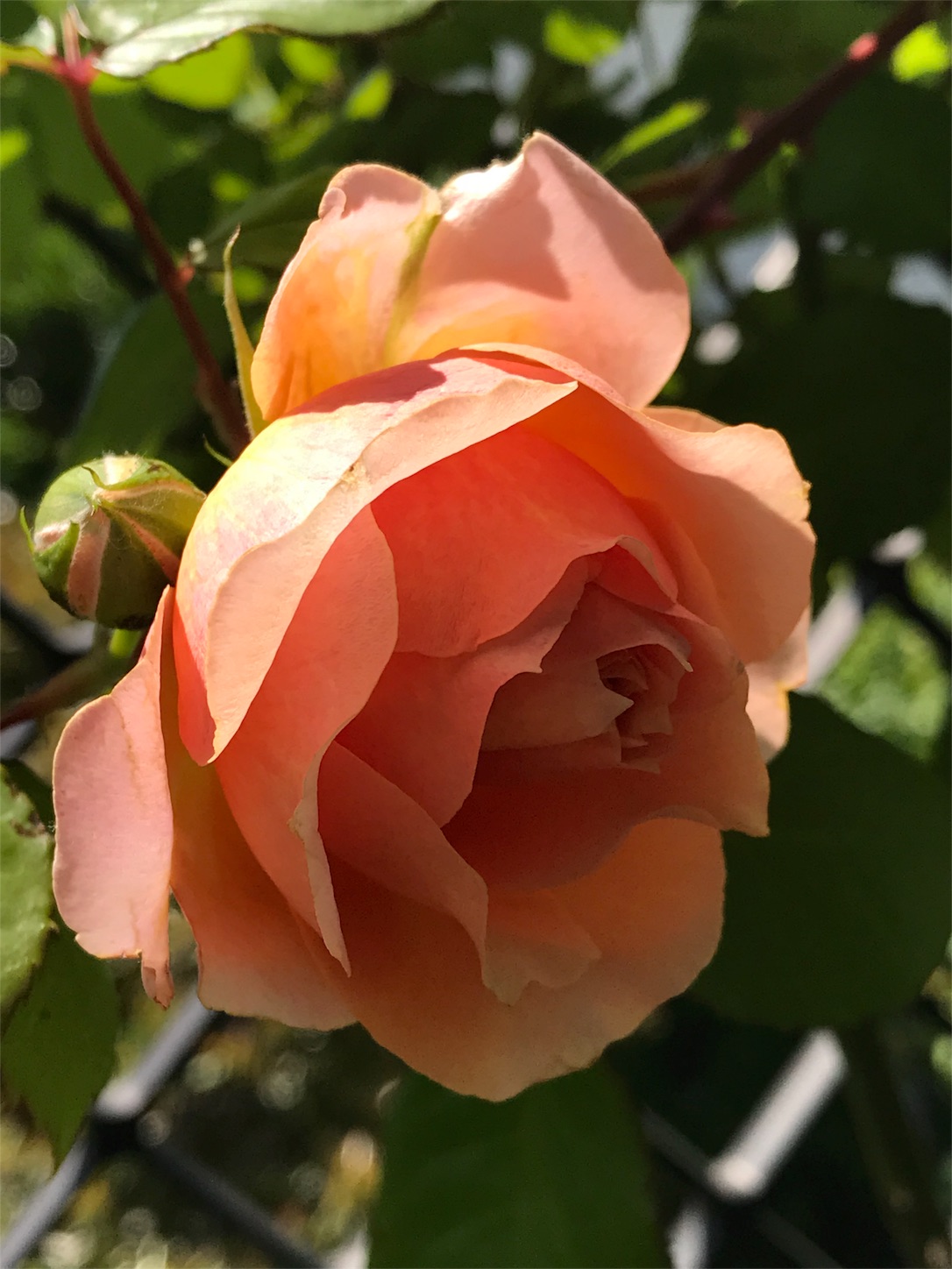 f:id:blissfultouch:20180430100929j:plain f:id:blissfultouch:20180430100929j:plain
