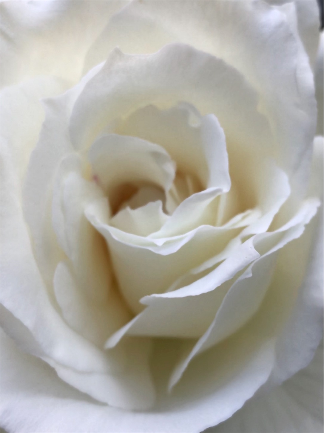 f:id:blissfultouch:20180602160257j:plain f:id:blissfultouch:20180602160257j:plain