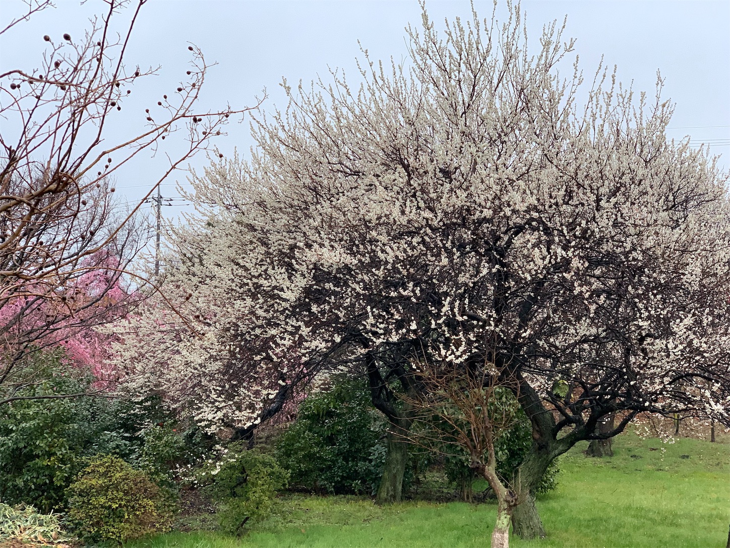 f:id:blissfultouch:20190304001859j:plain f:id:blissfultouch:20190304001859j:plain