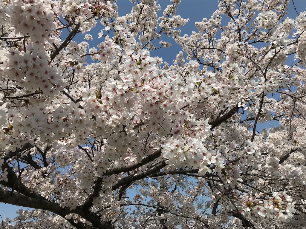 f:id:blitzer:20180329235747j:image:h320 f:id:blitzer:20180329235747j:image:h320