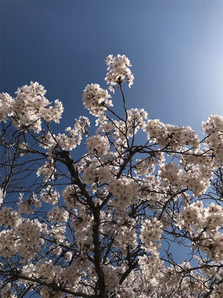 f:id:blitzer:20180331001244j:image:h320