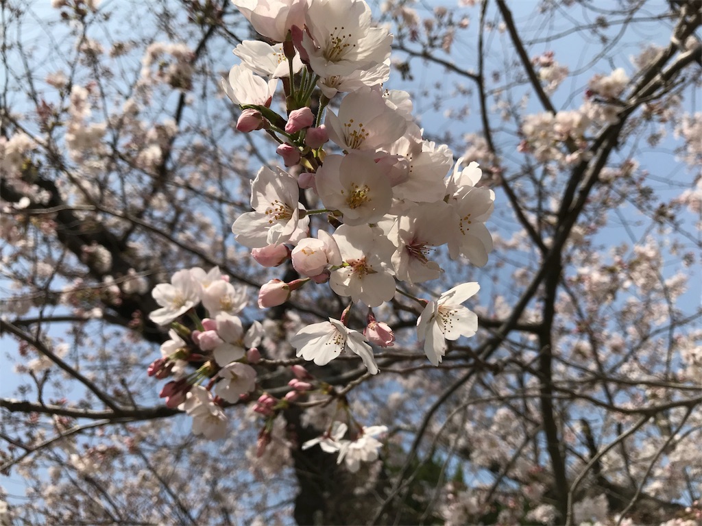 f:id:blitzer:20190407223603j:image:h320