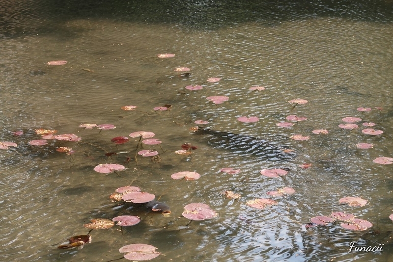 f:id:blkataritai:20200610001551j:plain f:id:blkataritai:20200610001551j:plain