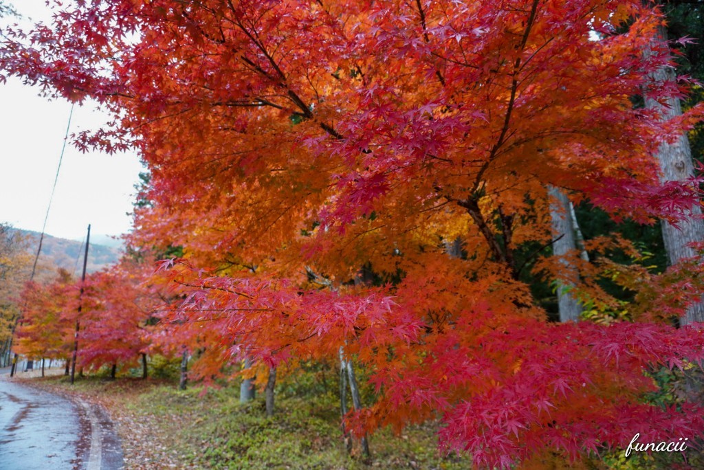 f:id:blkataritai:20201114003954j:plain