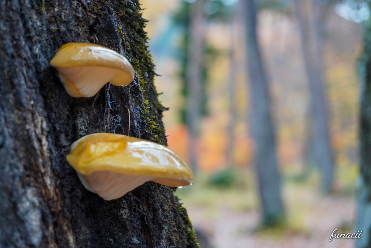 f:id:blkataritai:20201114023627j:plain