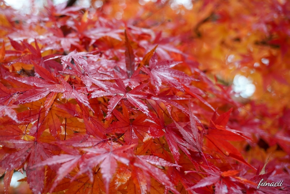 f:id:blkataritai:20201114210311j:plain