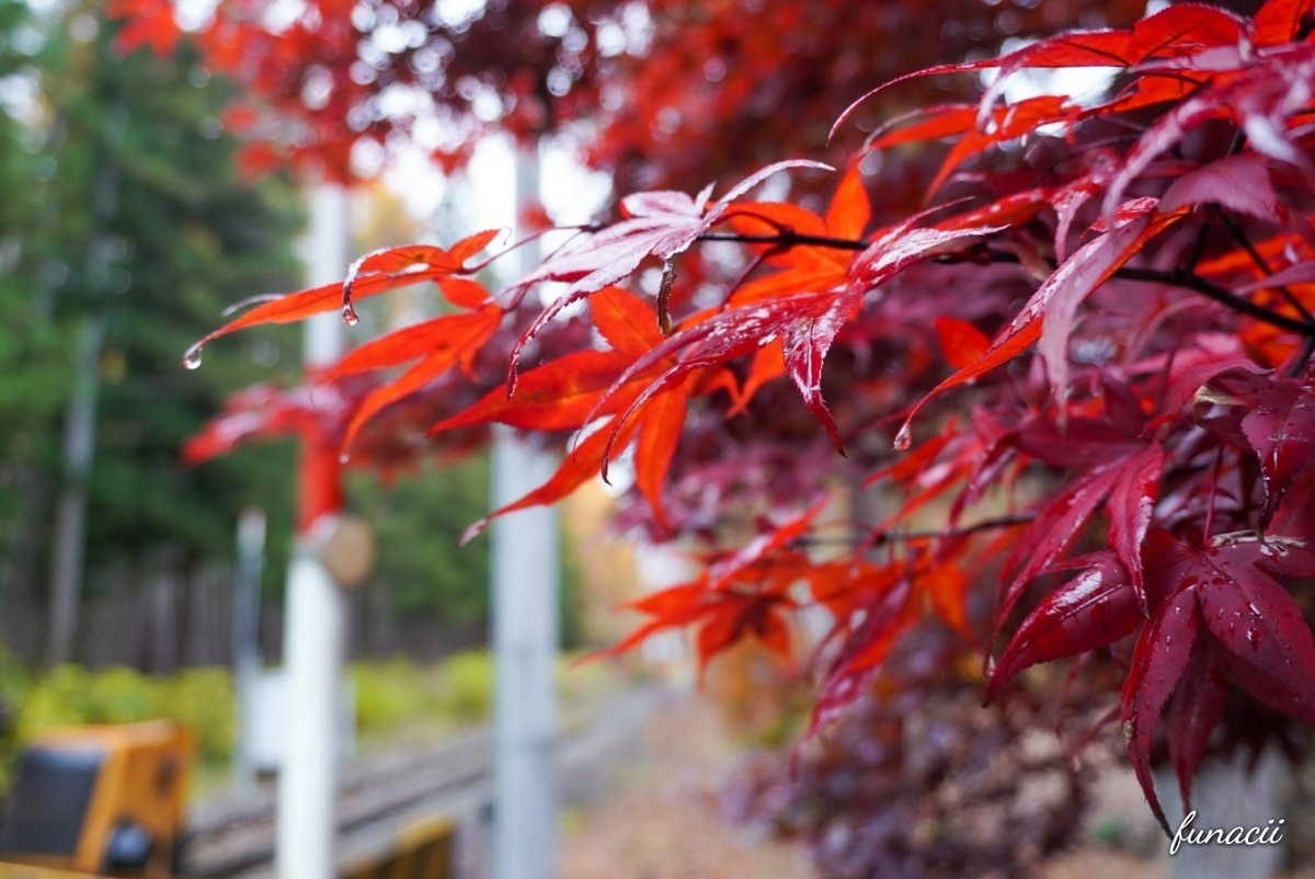 f:id:blkataritai:20201114210348j:plain