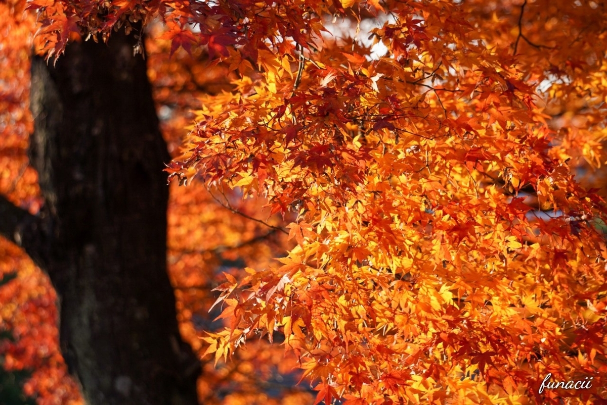 f:id:blkataritai:20201201224518j:plain