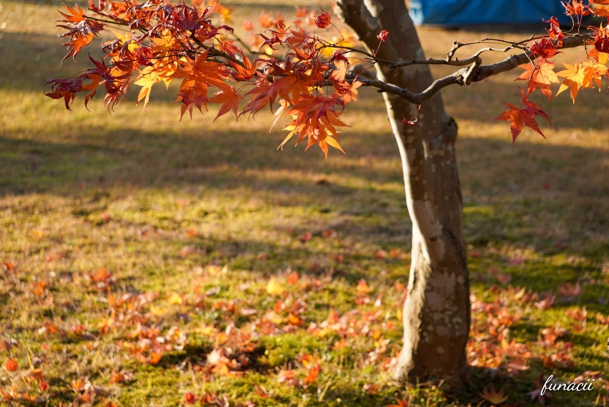 f:id:blkataritai:20201201224645j:plain