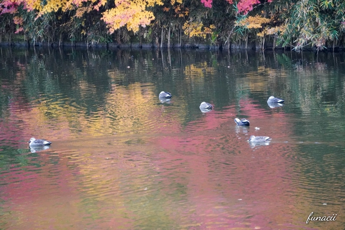 f:id:blkataritai:20201201224715j:plain
