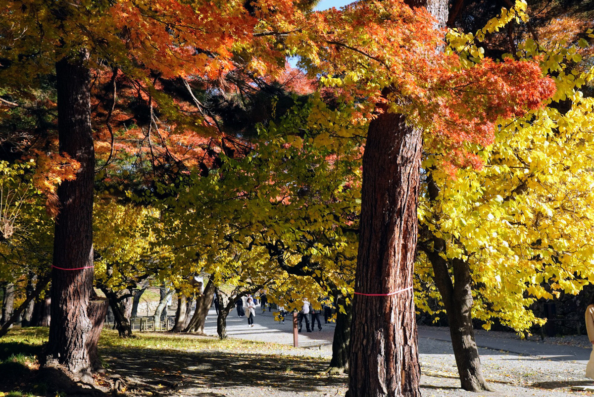 紅葉のコントラストが美しい