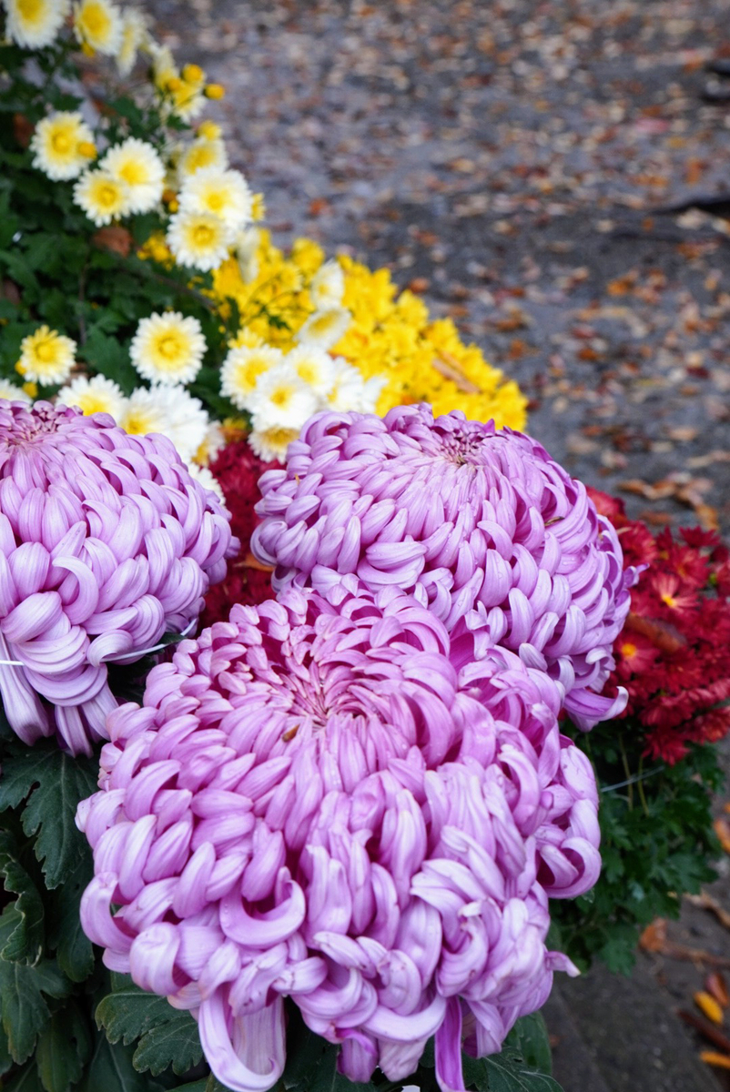 ころっころの菊。いろんな形があって可愛い。