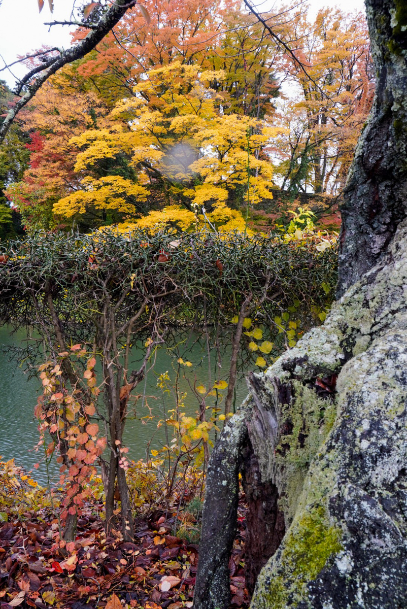 紅葉の手前に木を入れてみた