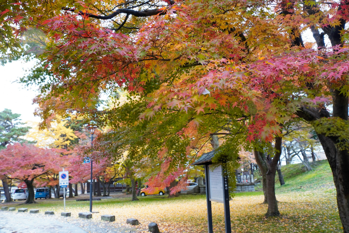 鶴ヶ城北出丸の武徳殿近くの紅葉。銀杏の絨毯がきれい