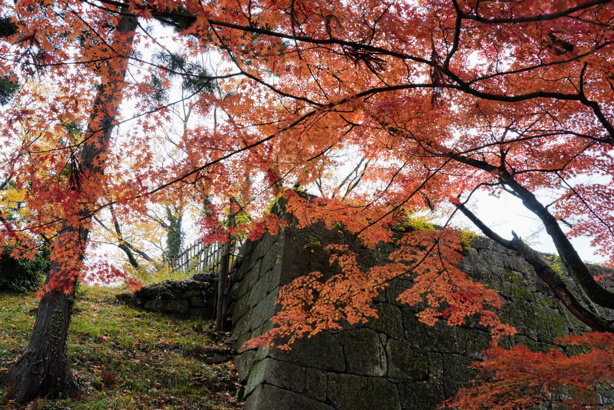 鶴ヶ城の石垣に紅葉合う！