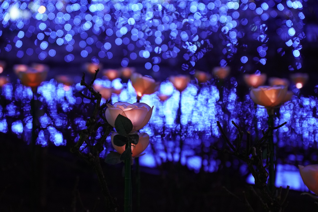 大藤バックなライトの花。ロマンチックですなぁ