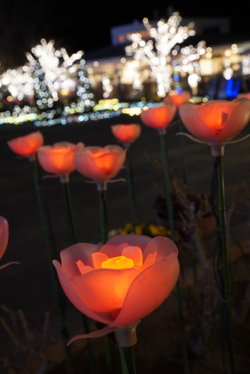 ライトの花を本当の花風に撮ってみた