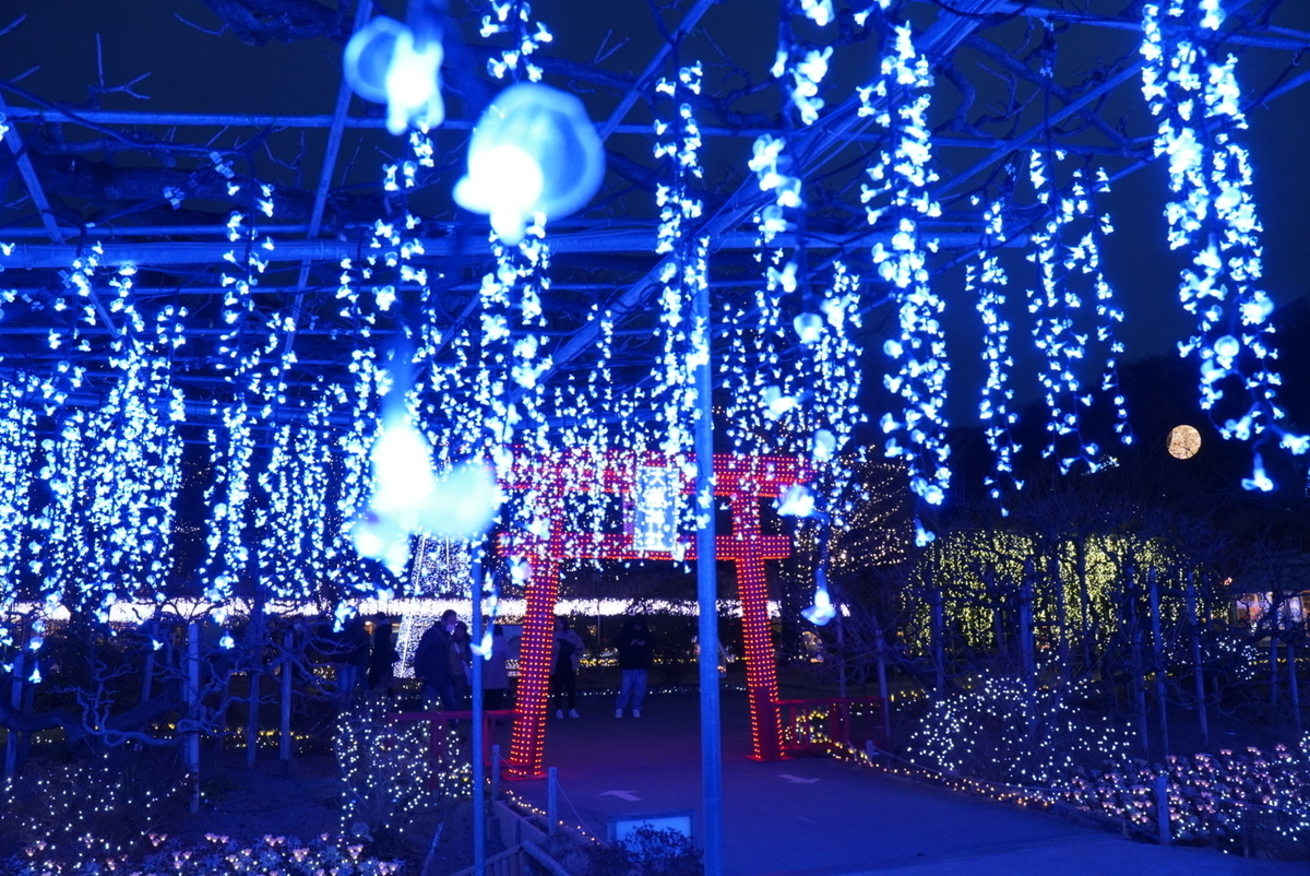 大藤神社と藤の花のライト