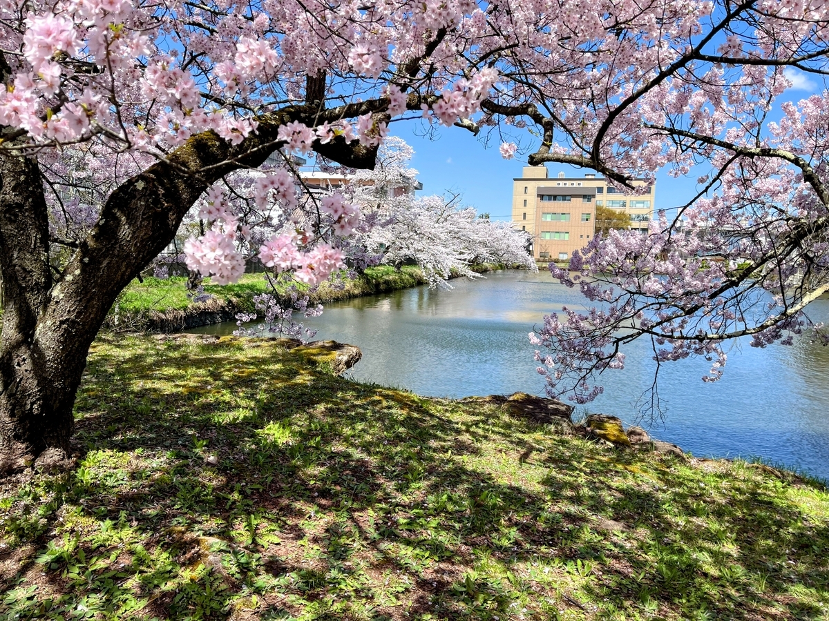 水辺のピンクの桜とソメイヨシノが美しい