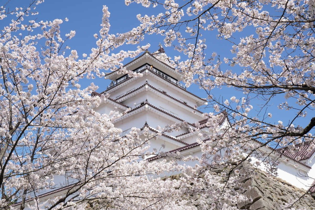 満開の桜の合間からいい感じで鶴ヶ城天守閣が覗く場所を探してみて！