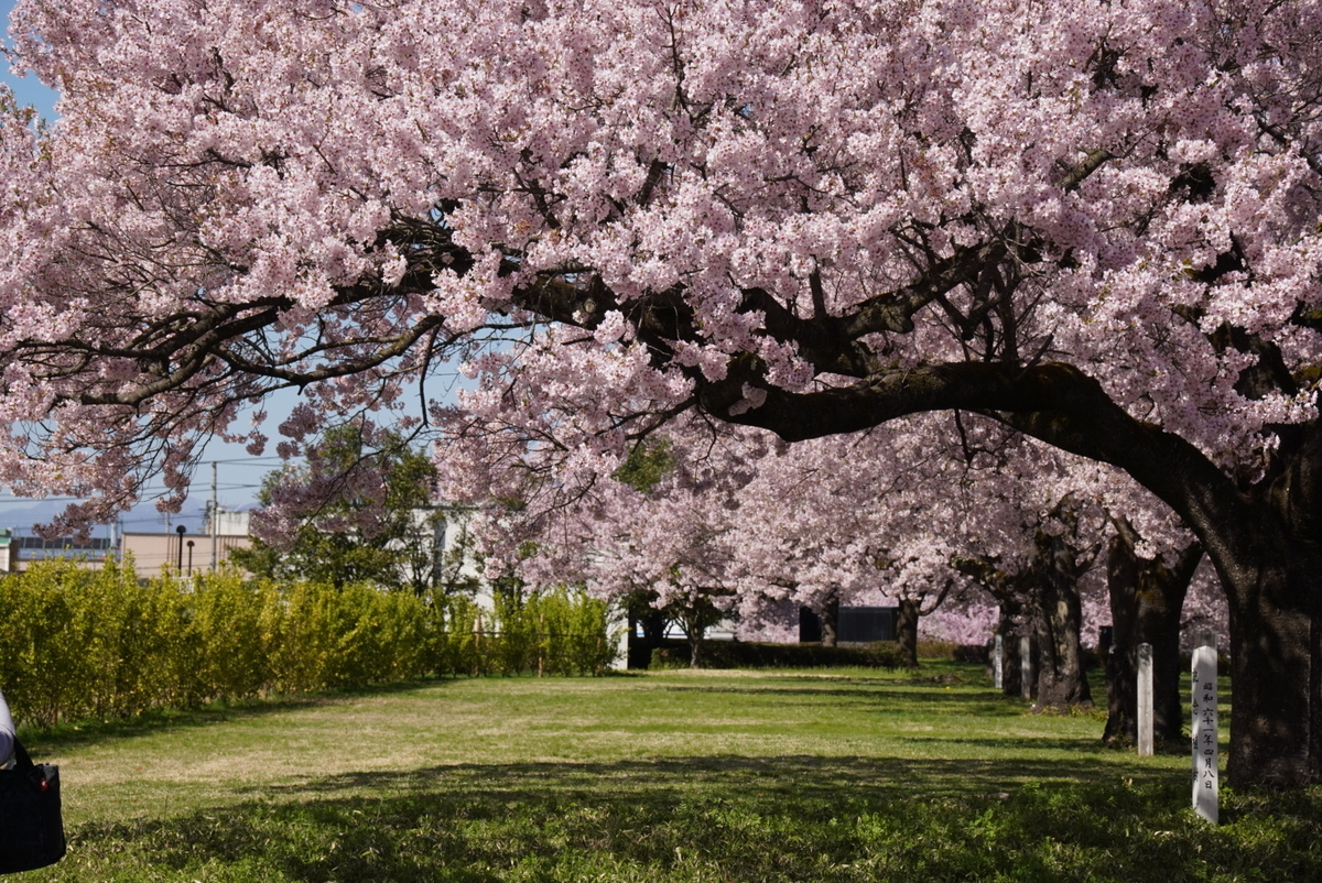 福島県立博物館の桜(鶴ヶ城三の丸跡)