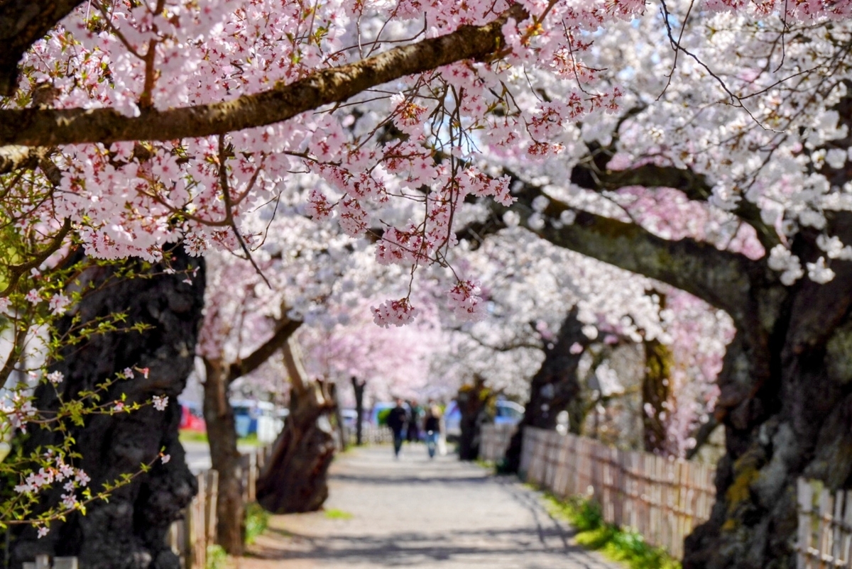 鶴ヶ城から博物館に向かう途中の桜並木も綺麗