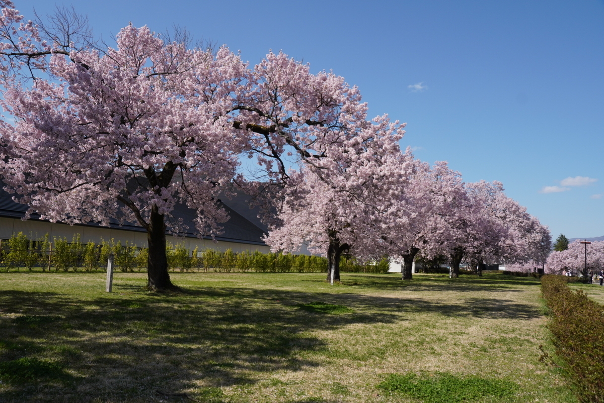 福島県立博物館横の桜並木