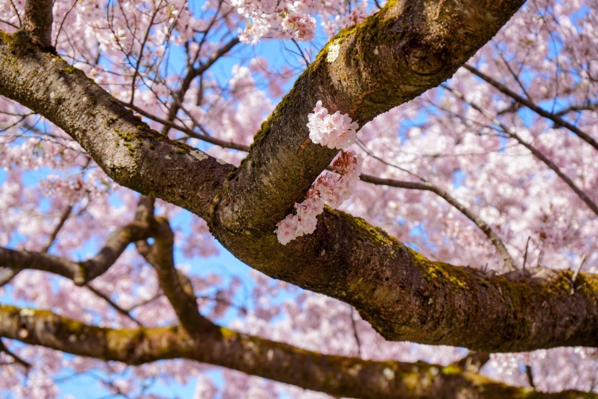 母が見つけたちょっと面白い生え方をした桜の花。風に靡いてました