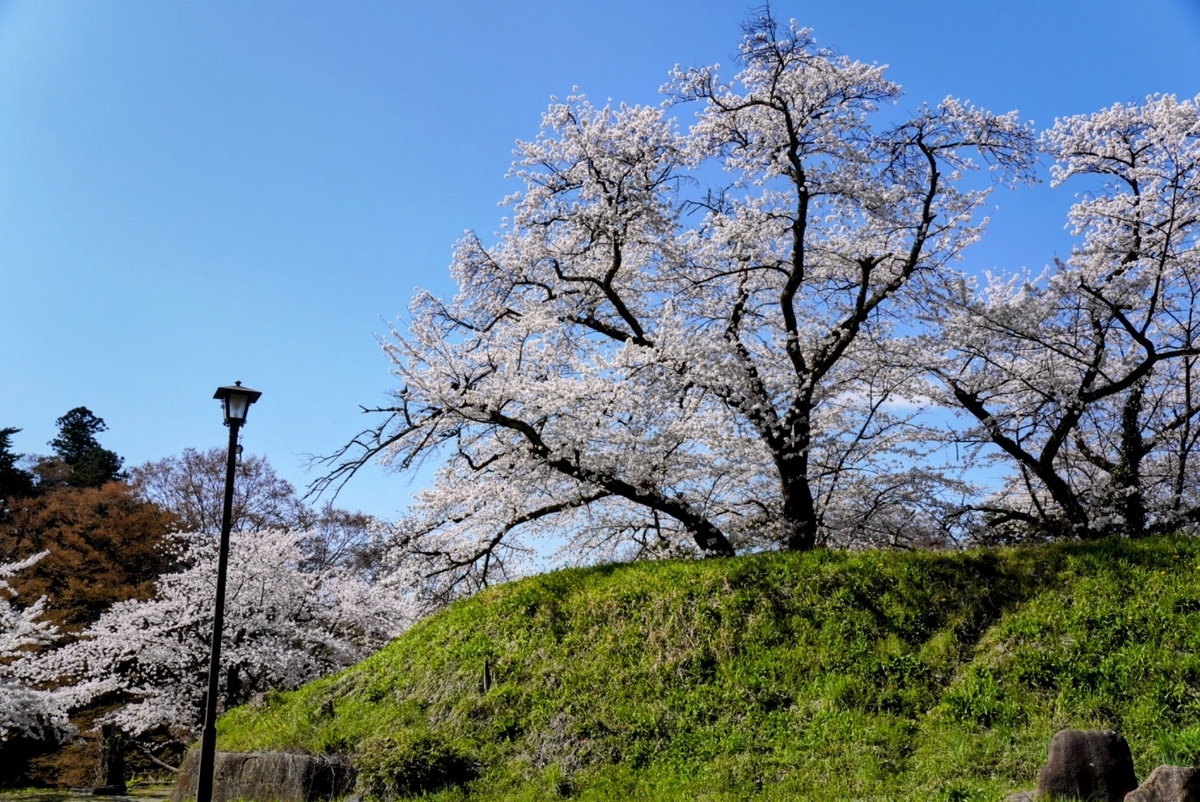 二の丸テニスコート手前の桜。ちょっと丘みたいになっていてお気に入り