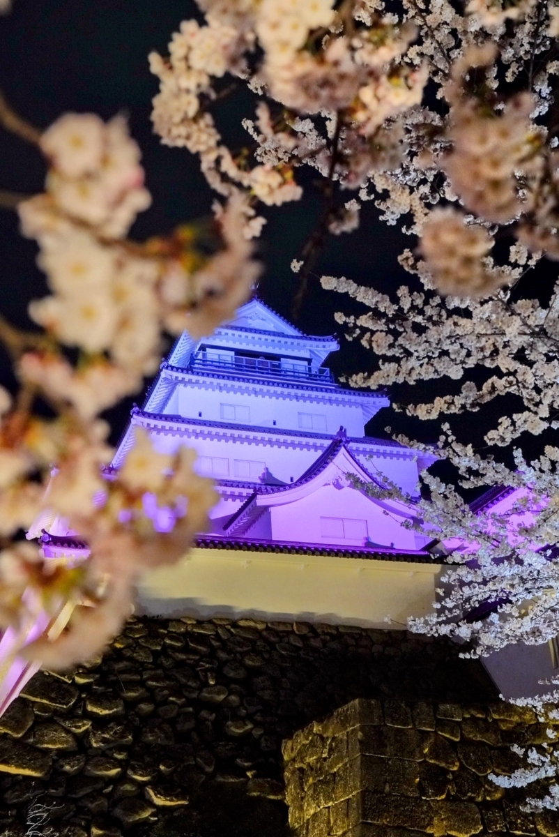 夜桜ライトアップと鶴ヶ城