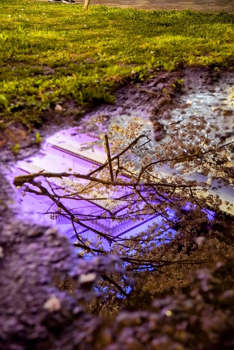 天守の写り込みを狙って撮影。ちょうど落ちていた桜のひと枝がいい雰囲気🌸