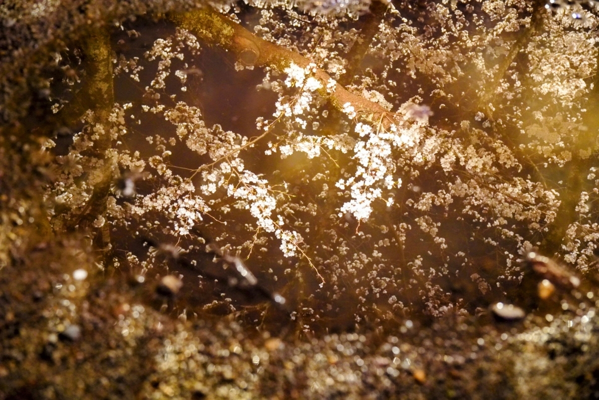 桜の写り込みを狙って