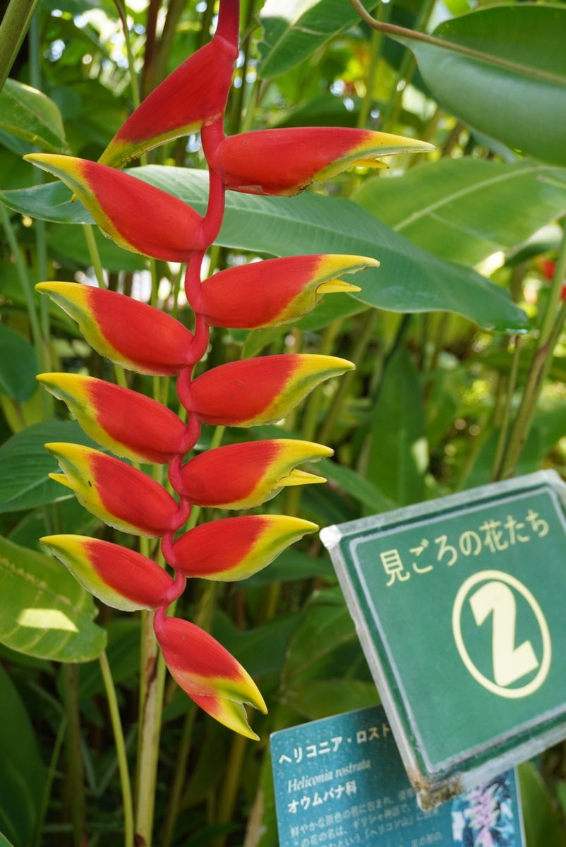 夢の島熱帯植物館の大温室に咲く鮮やかなオウムバナ