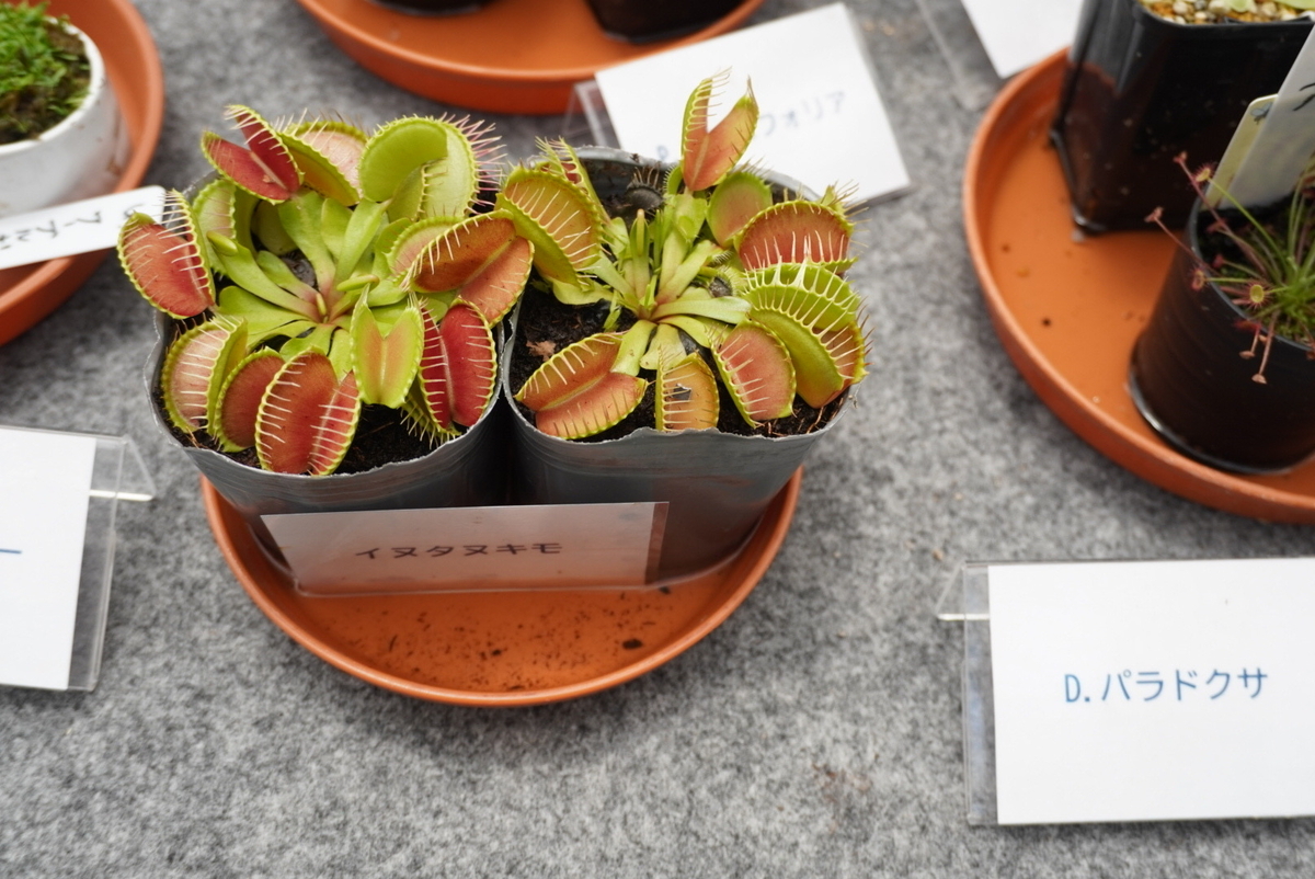 トゲトゲが食虫植物って感じ