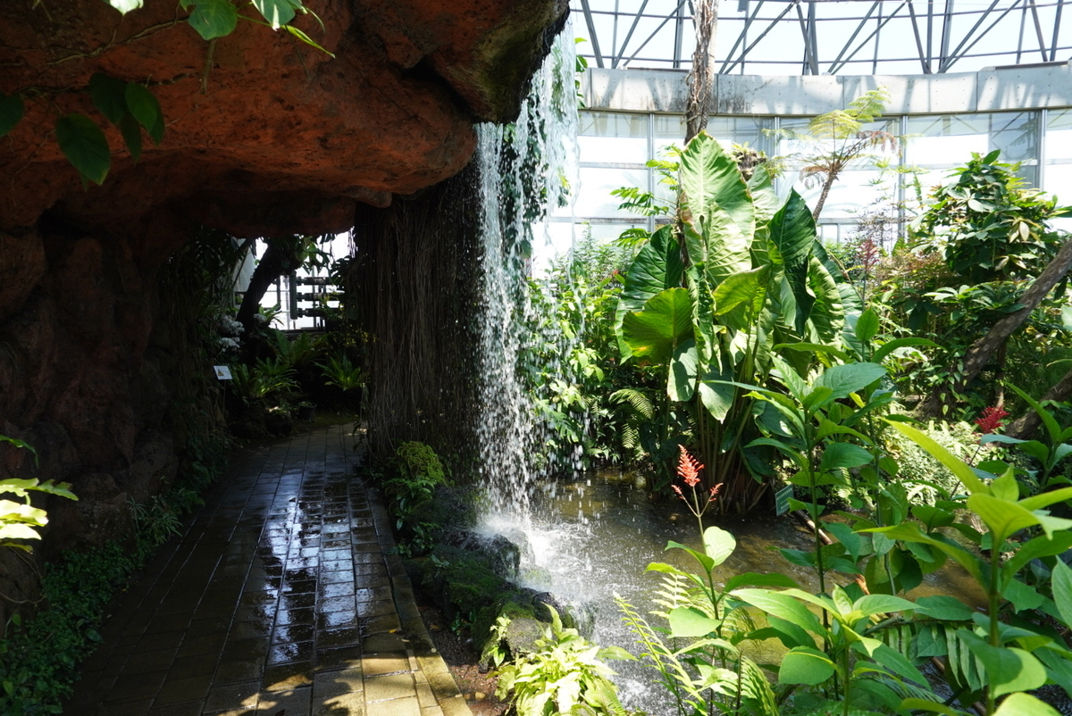 夢の島熱帯植物園植物園、温室内の滝。滝の辺りは少し涼しい