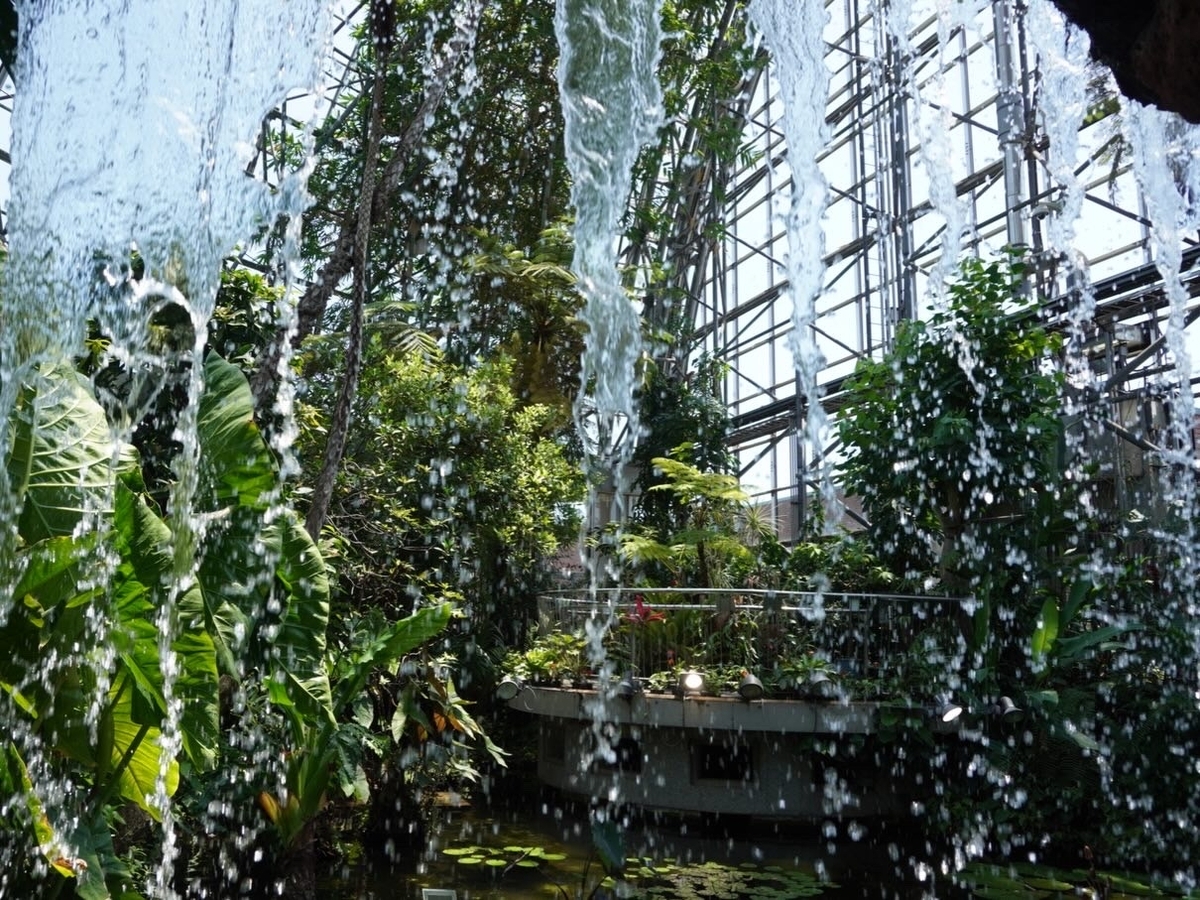 夢の島熱帯植物園の滝の下から涼しげな一枚