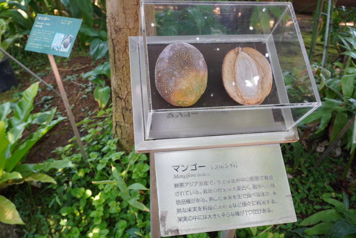 マンゴー発見。ウルシ科なんですね。