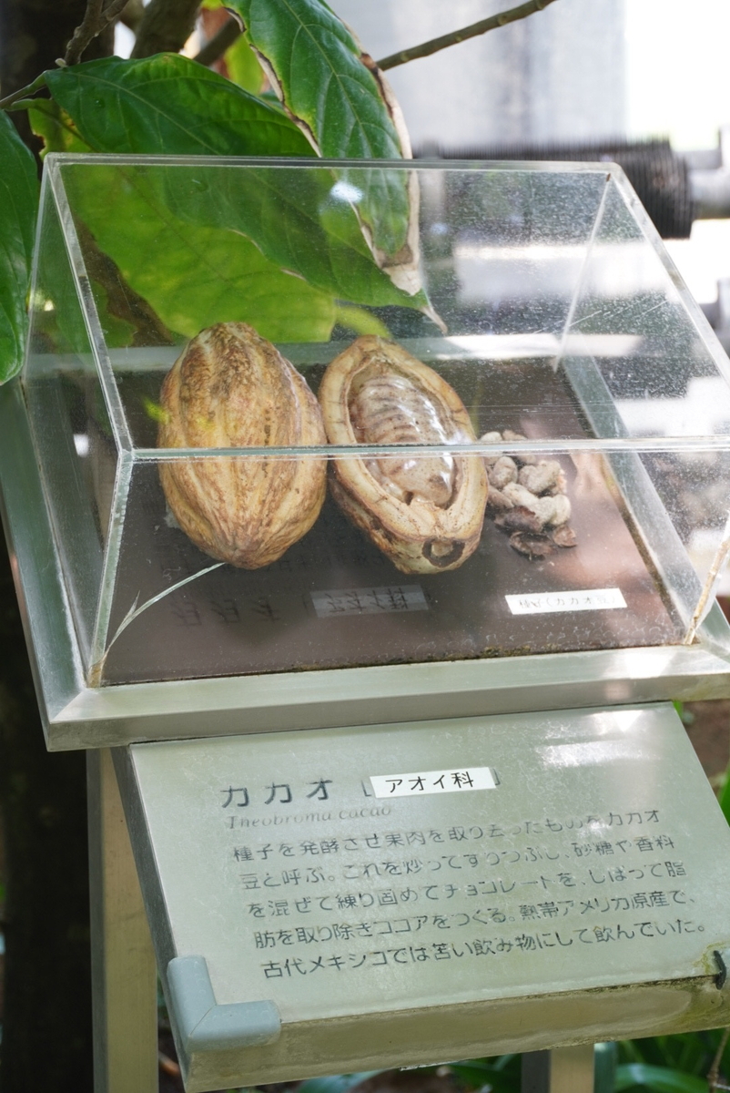 カカオの実。チョコ好きとしては何か美味しそう!
