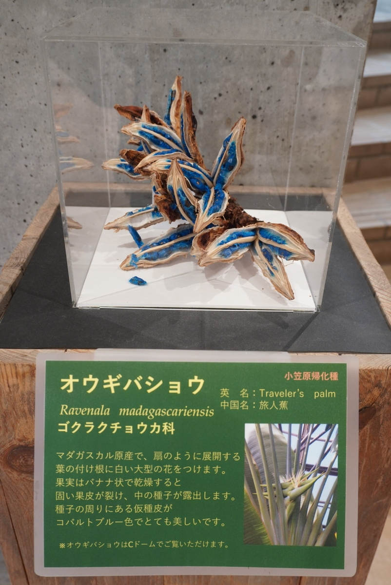 マダガスカル原産のオウギバショウ。青色がめっちゃ綺麗
