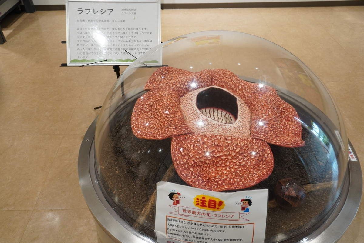 でた!ラフレシア!と思ったら模型でした笑
