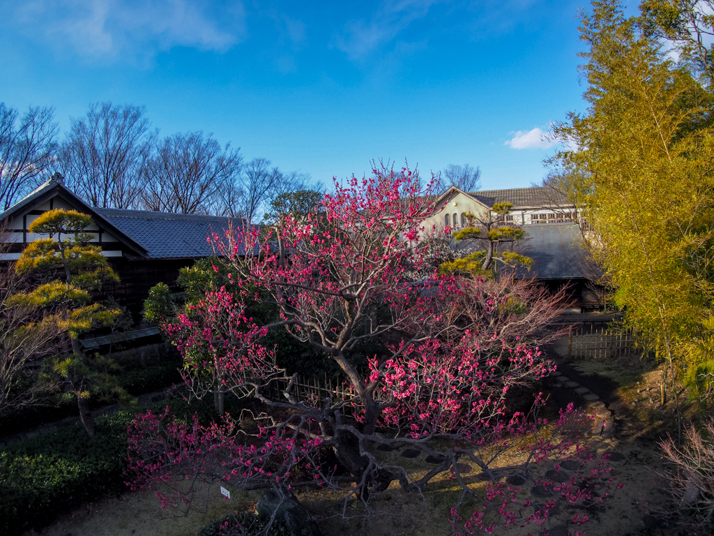 f:id:blog-media:20160603115110j:image:w1200