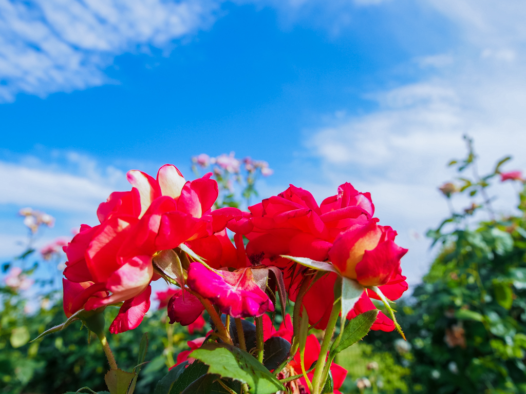f:id:blog-media:20160603115213j:image:w1200