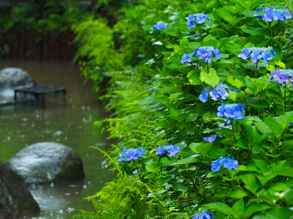 f:id:blog-media:20160610163930j:image:w1200
