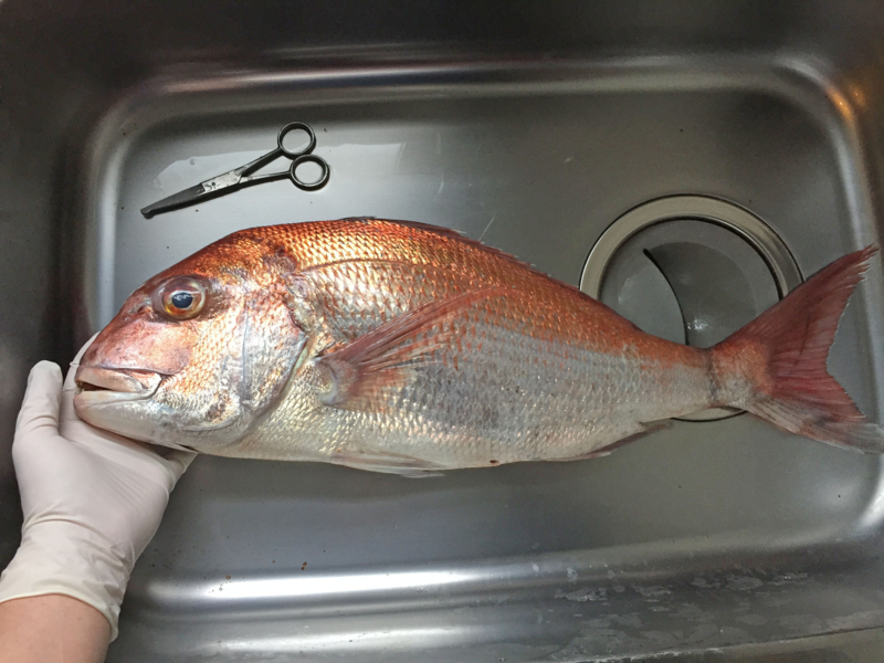 f:id:blog-media:20161121093845j:plain f:id:blog-media:20161121093845j:plain